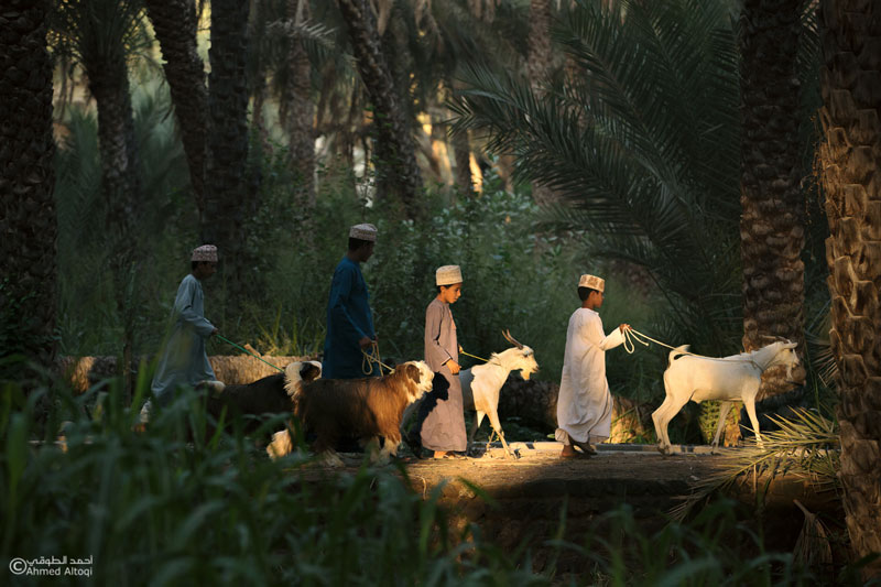 goats Goat herding